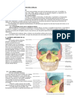 Tema 6 Cabeza y Cuello