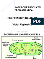 5-1.respiracion Celular