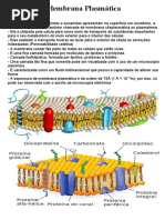 Membrana Plasmática