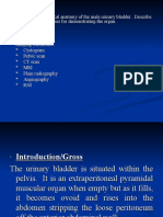 Describe The Radiological Anatomy of The Male Urinary Bladder. Describe in Detail The Techniques For Demonstrating The Organ