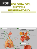 Fisiologia Del Sistema Respiratorio