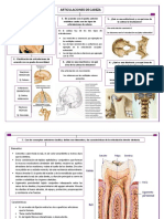Articulaciones de Cabeza