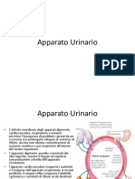 Lez 6 Fisiologia Umana 2020 2021 Urinario Carducci