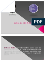 Ciclo Del Acido Citrico Ciclo de Krebs Estudiantes