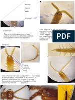 Miriapodos Reporte de Practica