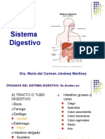 Sistema Digestivo