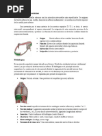 Músculos Intercostales Externos