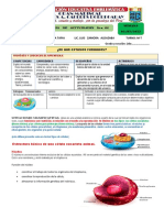 Ficha N°4 - Cyt 2do