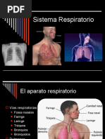 Sistema Respiratorio - 8