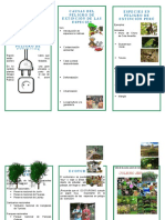 Triptico Animales y Plantas en Peligro de Extincion