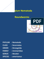 Phylum Nematoda Roundworms