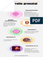 Línea Del Tiempo Del Desarrollo Prenatal