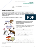 ¿ Qué Es La Cadena Alimenticia o Cadena Trófica