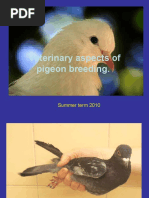 Veterinary Aspects of Pigeon Breeding 2010