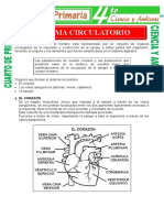 Sistema Circulatorio 4