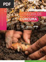 Manual de Cosecha Curcuma