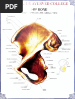 Hip Bone, Medial View