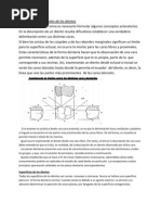 Caracteres Generales de Los Dientes