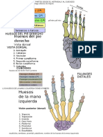 Huesos Manos y Pies