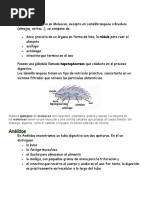 El Aparato Digestivo en Moluscos