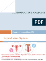 Reproductive Anatomy: Chapter 34 Lesson 1 Page 958