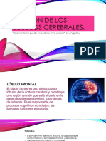 Función de Los Lóbulos Cerebrales