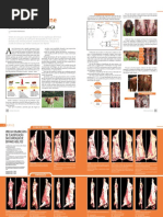 Bovinos de Carne - em Vida e em Carcaça