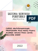 Práctica Sistema Nervioso Periferico DESARROLLADO