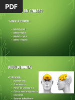 Tema 2. Hemisferios y Lobulos