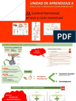 Tema 23. Control Hormonal, Gametogénesis y Ciclo Menstrual