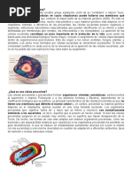 Celula Eucariota, Procariota
