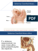 Aula 10 - Sistema Genital Masculino Aluno