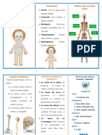 Triptico de Csistema Oseo Inicial