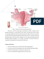 Anatomy and Physiology: Functions of The Uterus