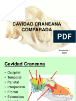 PDF Cavidad Craneana