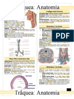 Anato Traquea