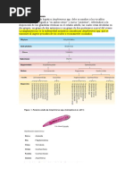 Amphimeriasis Pa Leer