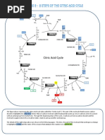 Citric Acid Cycle: Step 1 Step 2 Step 8