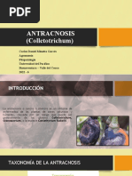 Antracnosis Colletotrichum