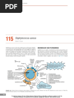 Sa Celulitis