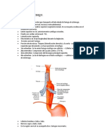 Esófago y Estómago