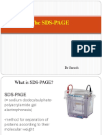 Lecture 6 DP Protein Seperation