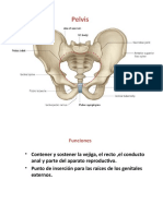 Pelvis. Generalidades 1