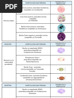 Cocos Gram Positivos, Anaerobias Estrictas Compatible Con Veillonella