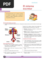 Sistema Excretor