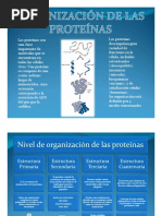 Organización Proteínas