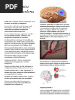 Accidentes Cerebrovasculares: Fisiopatología Del ACV