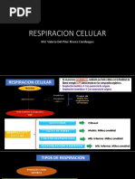 Respiracion Celular I