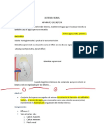 Sistema Renal