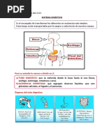 Sistema Digestivo